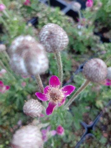 Anemone multifida 'Major'