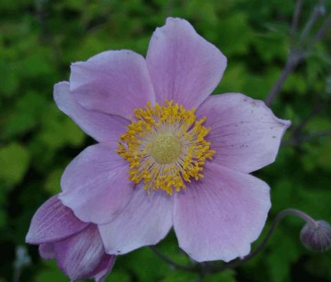 Anemone tomentosa 'Robustissima'