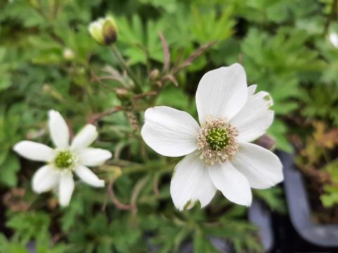 Anemone rivularis