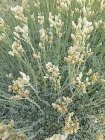 Antennaria dioica 'Alba'