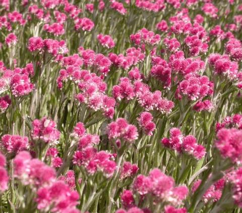 Antennaria dioica 'Rubra'