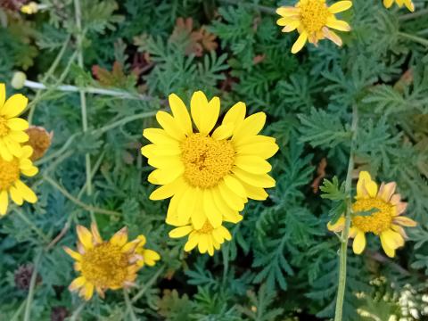 Anthemis hybride 'Dwarf Form'