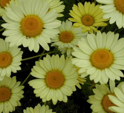 Anthemis hybride 'E.C. Buxton'