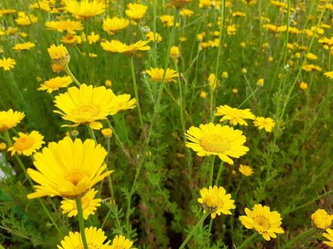 Anthemis hybride 'Kelwayi'