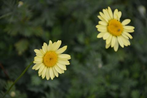 Anthemis hybride 'Wargrave'