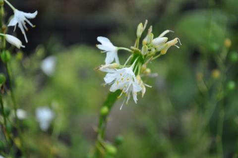 Anthericum ramosum