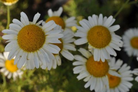 Anthemis tinctoria 'Lemon Ice'