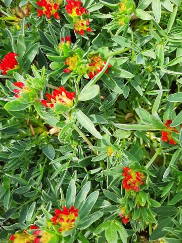 Anthyllis vulnaria 'Coccinea'