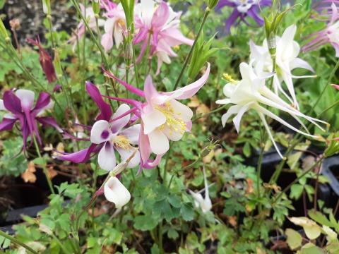 Aquilegia hybride 'McKana'