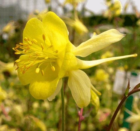 Aquilegia chrysantha 'Yellow Queen'