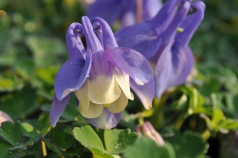 Aquilegia flabellata 'Ministar'