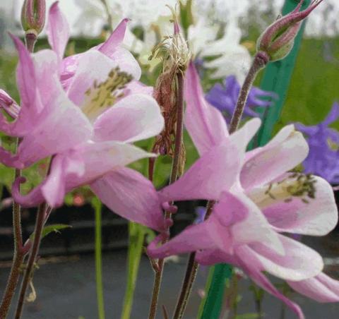 Aquilegia hybride 'Biedermeier'