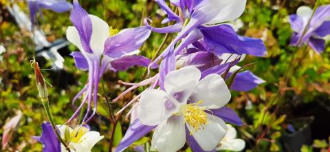 Aquilegia hybride 'Blue Star'