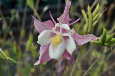 Aquilegia hybride 'Dragon Fly'