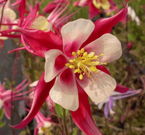 Aquilegia hybride 'Koralle'