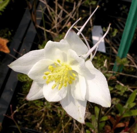 Aquilegia hybride 'Kristall'