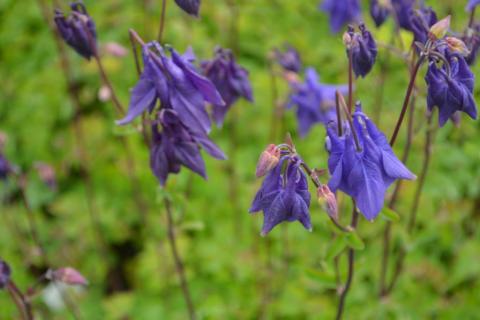 Aquilegia vulgaris