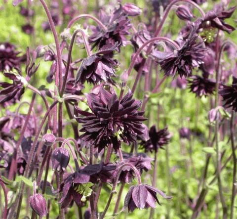 Aquilegia vulgaris 'Black Barlow'