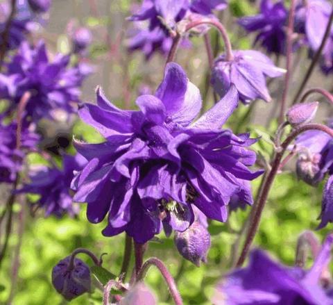 Aquilegia vulgaris 'Blue Barlow'