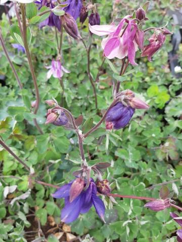 Aquilegia vulgaris 'Granmother's Garden'