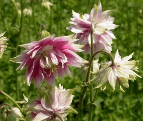 Aquilegia vulgaris 'Nora Barlow'