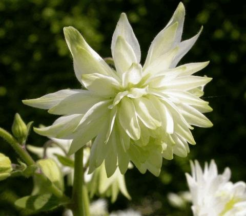 Aquilegia vulgaris 'White Barlow'