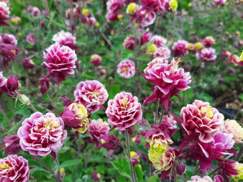 Aquilegia vulgaris 'Winky Double Red & White'