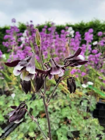 Aquilegia vulgaris 'William Guiness'