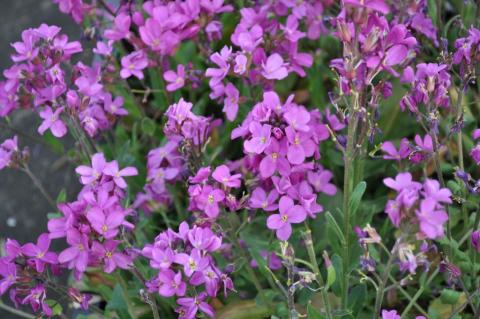 Arabis blepharophylla 'Frühlingszauber'