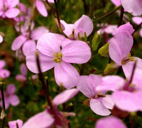 Arabis caucasica 'Pinkie'