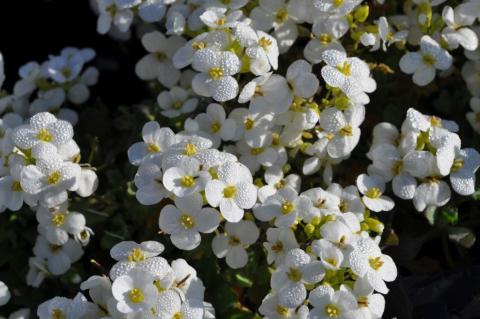 Arabis caucasica 'Snowcap'