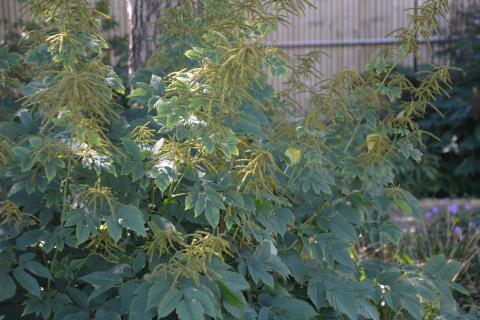 Aruncus dioicus