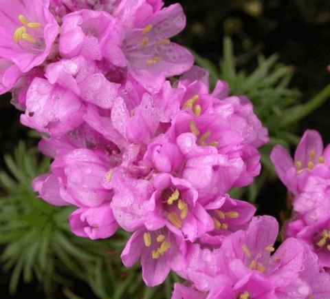 Armeria juniperfolia 'Bevan's Variety'