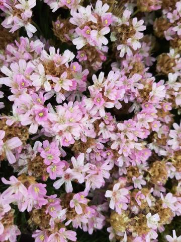 Armeria juniperifolia 'New Zealand Form'