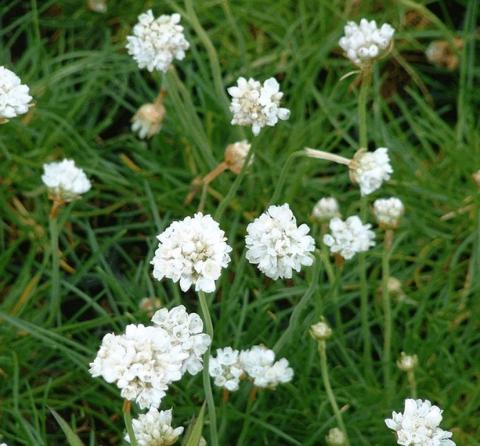 Armeria maritima 'Alba'