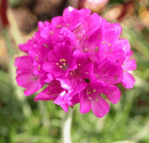 Armeria maritima 'Dusseldorfer Stolz'