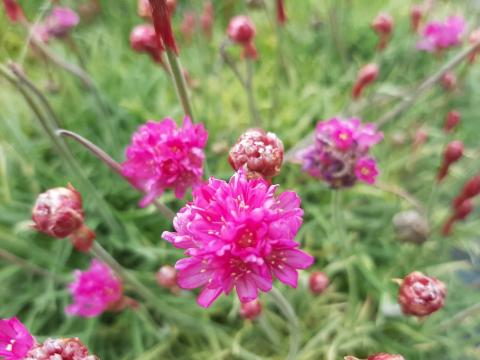 Armeria maritima 'Nifty Thrifty'