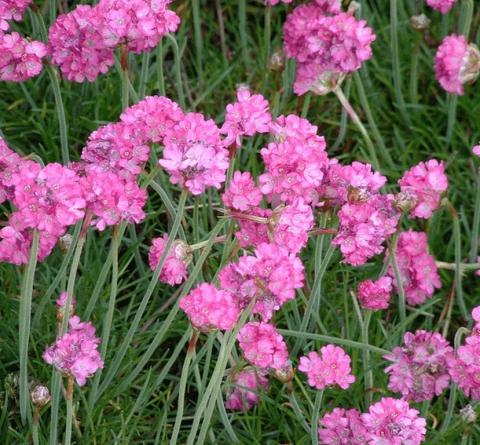 Armeria maritima 'Splendens'