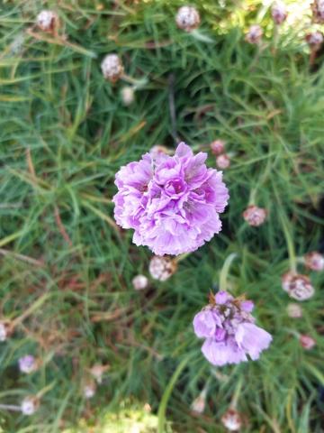 Armeria maritima 'Schöne von Felbach'