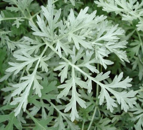 Artemisia absinthium 'Lambrook Silver'