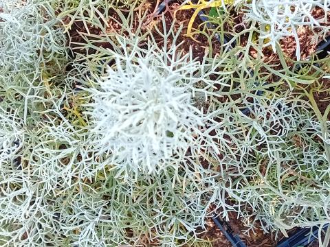Artemisia hybride 'Canescens'