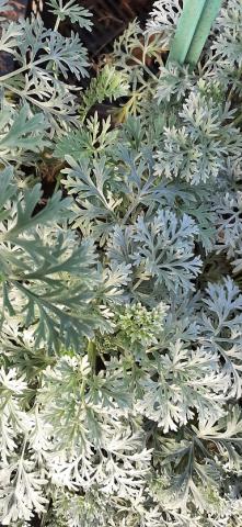 Artemisia hybride 'Powis Castle'