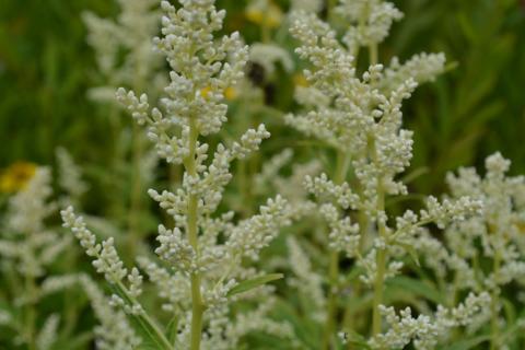 Artemisia lactiflora