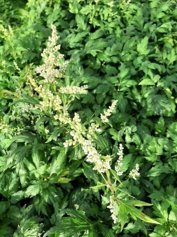 Artemisia lactiflora 'Elfenbein'