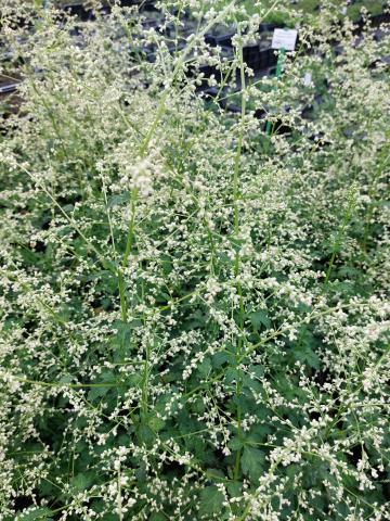 Artemisia lactiflora 'Weisse Dame'