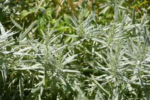 Artemisia ludoviciana 'Silver Queen'