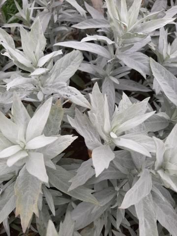 Artemisia ludoviciana 'Valerie Finnis'