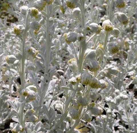 Artemisia stelleriana 'Boughton Silver'