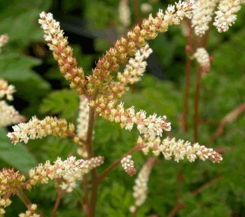 Aruncus aethusifolius