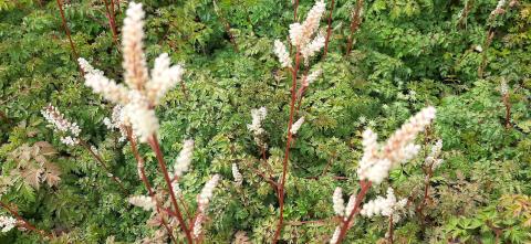 Aruncus aethusifolius 'Filigran'